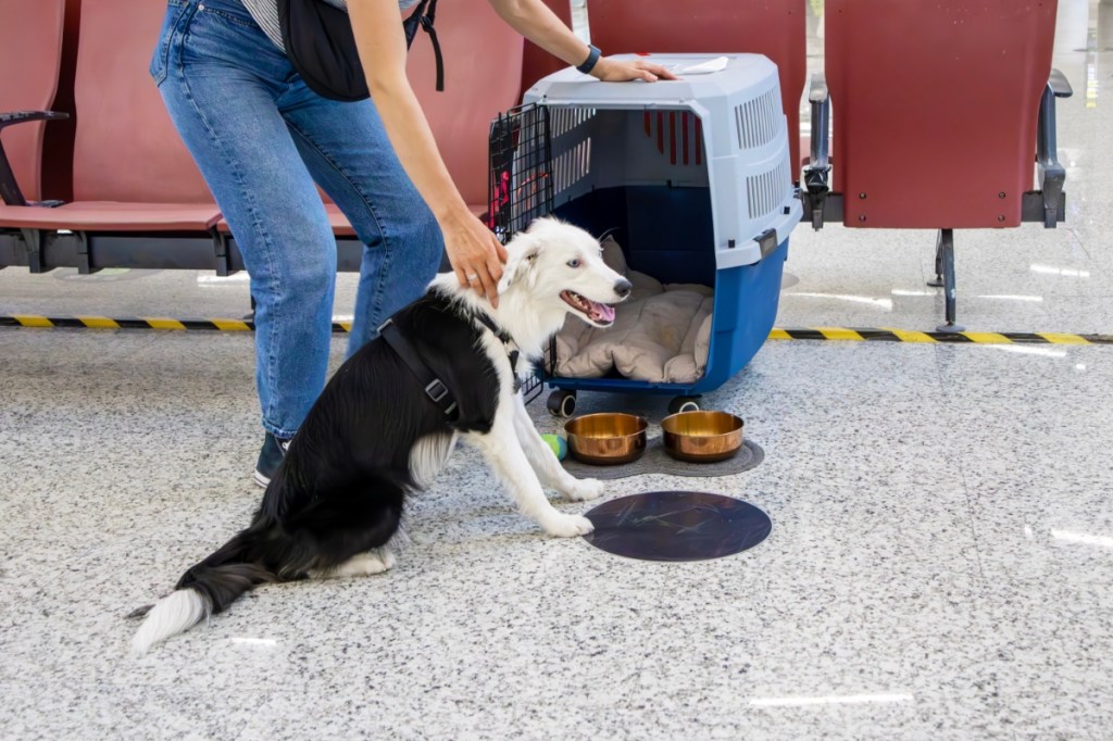 Ein Hund sitzt im Wartebereich eines Flughafens vor einer Transportbox.