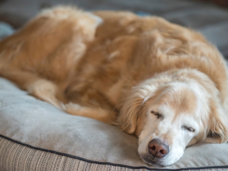 Ein alter Golden Retriever, der ein Nickerchen macht.