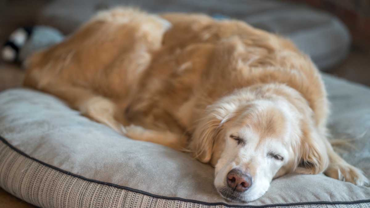 Ein alter Golden Retriever, der ein Nickerchen macht.