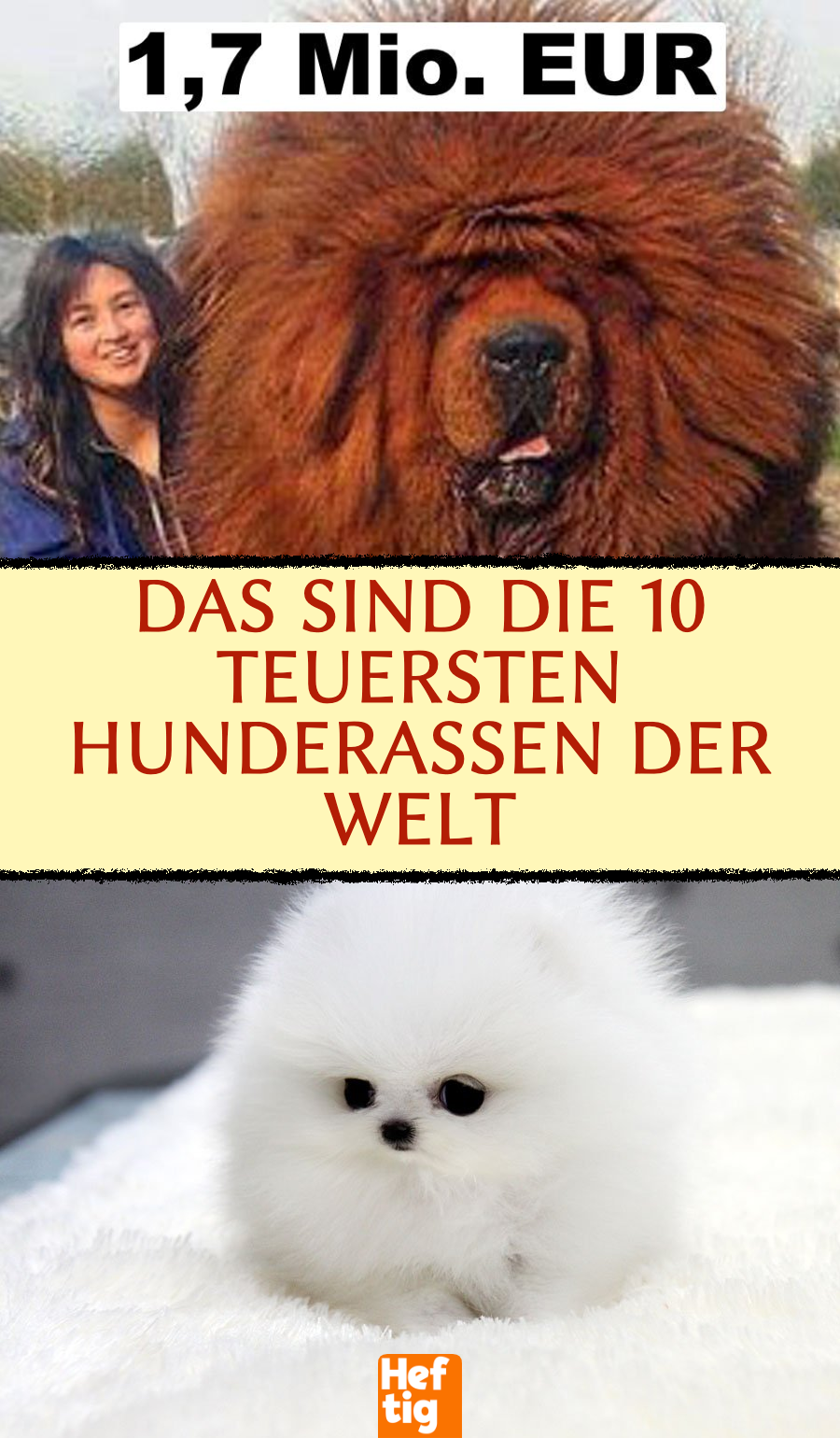 Das sind die 10 teuersten Hunderassen der Welt