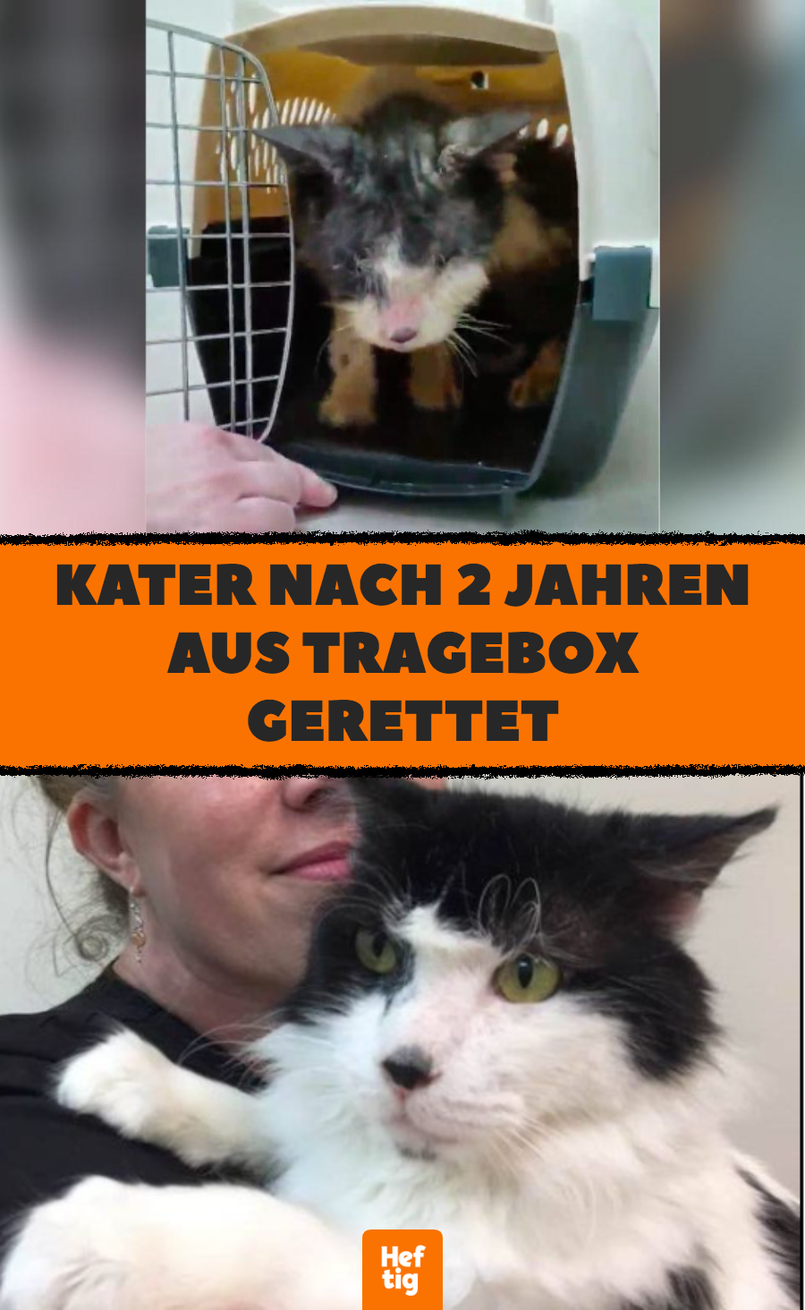 Tierrettung: Kater war 2 Jahre lang in Tragebox eingesperrt