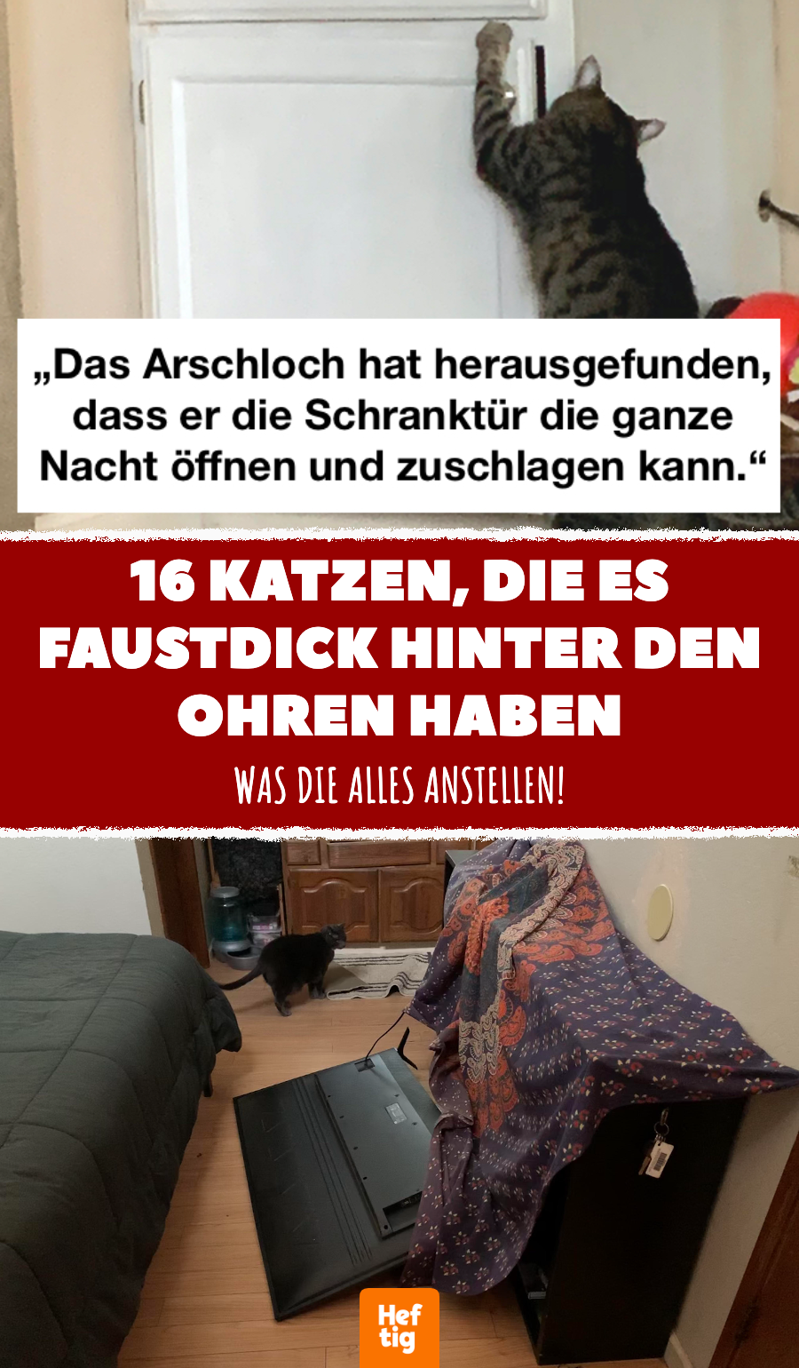 16 Katzen, die es faustdick hinter den Ohren haben