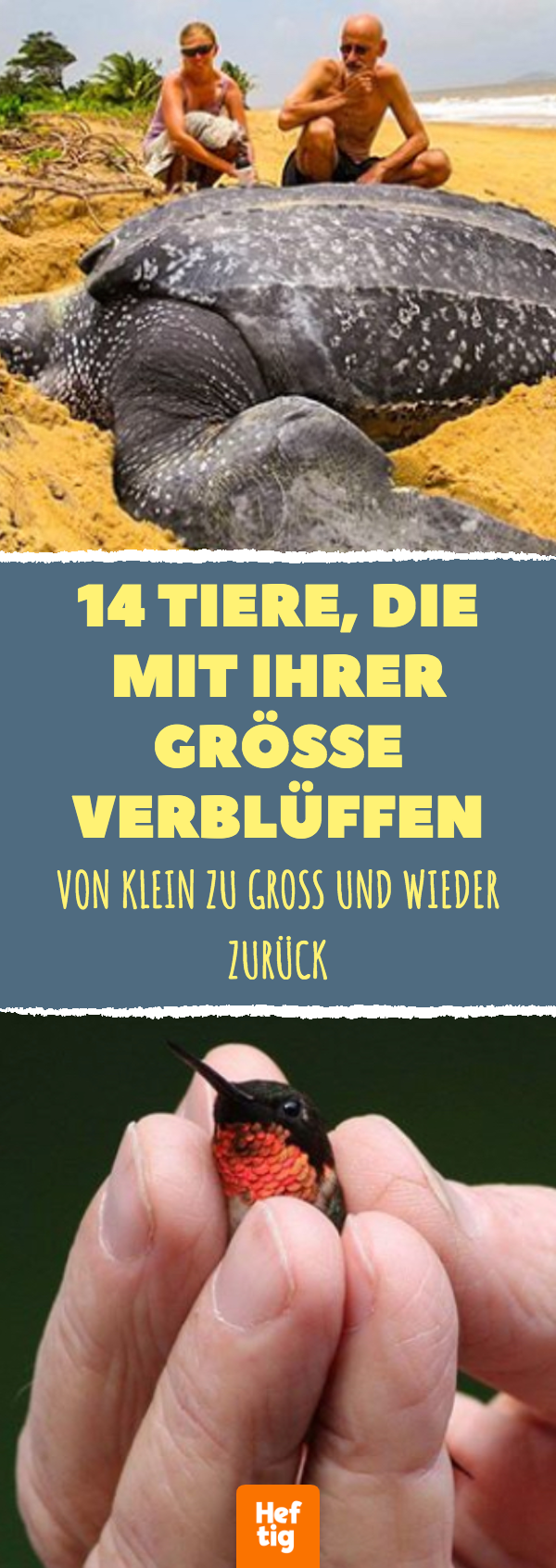 14 Tiere, die mit ihrer Größe verblüffen