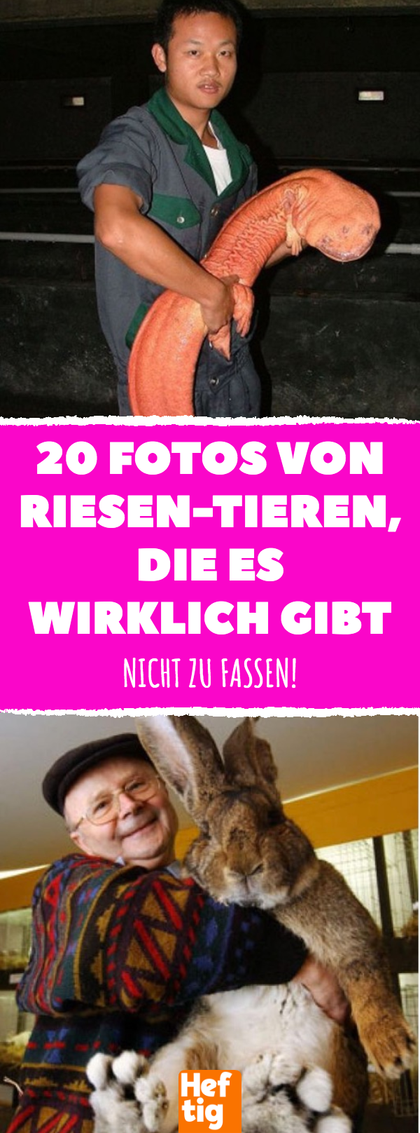 20 Fotos von Riesen-Tieren, die es wirklich gibt