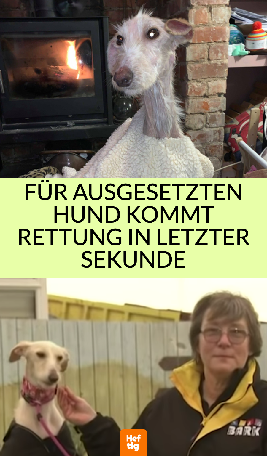 Für ausgesetzten Hund kommt Rettung in letzter Sekunde