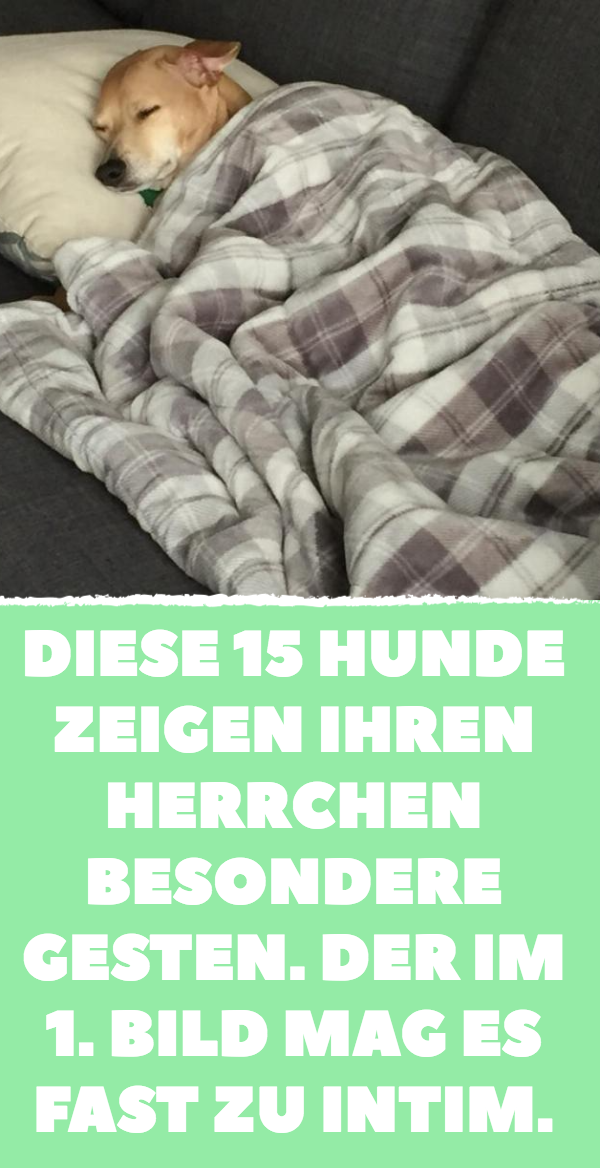 12 Schnappschüsse von Hunden in schrägen Posen