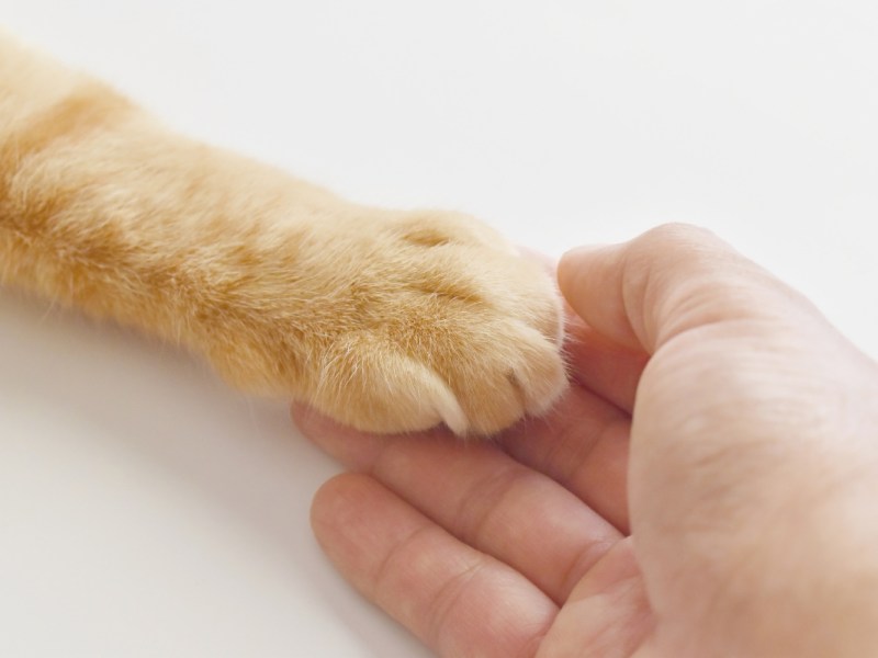 Ein Mensch hält die Pfote einer orange getigerten Katze.