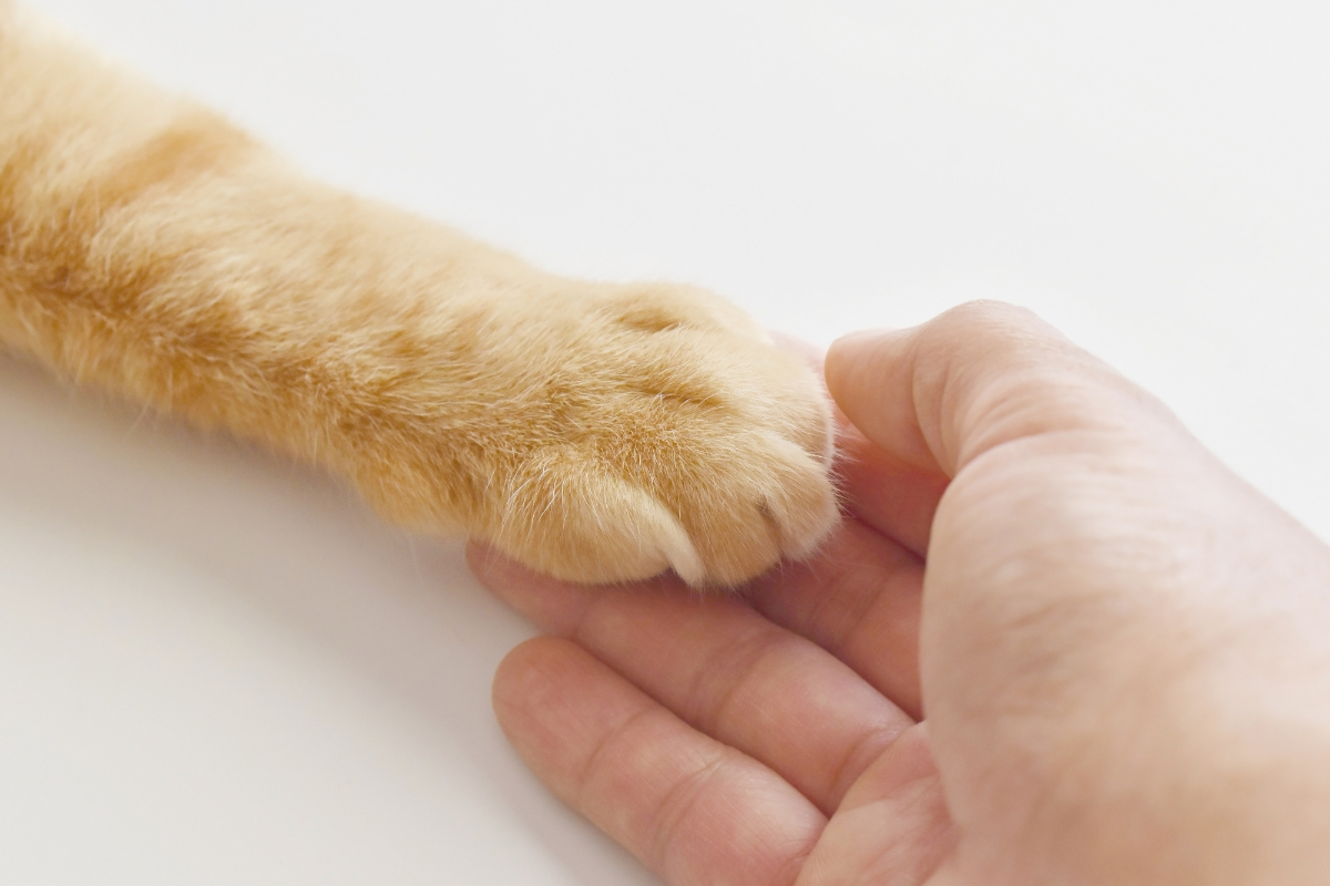 Ein Mensch hält die Pfote einer orange getigerten Katze.