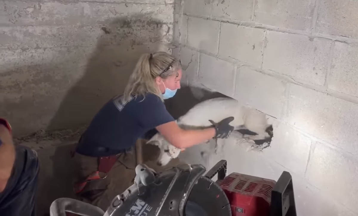 Eine Feuerwehrfrau holt eine Hündin aus einer Garagenwand.