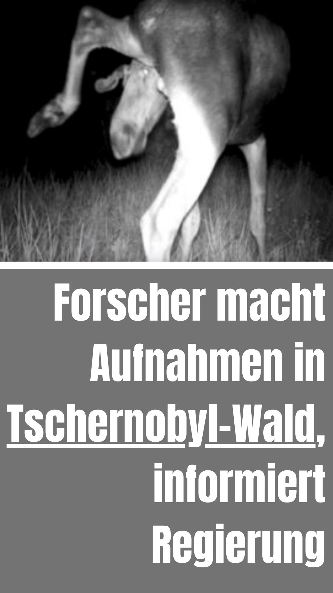 Forscher macht Aufnahmen in Tschernobyl-Wald, informiert Regierung