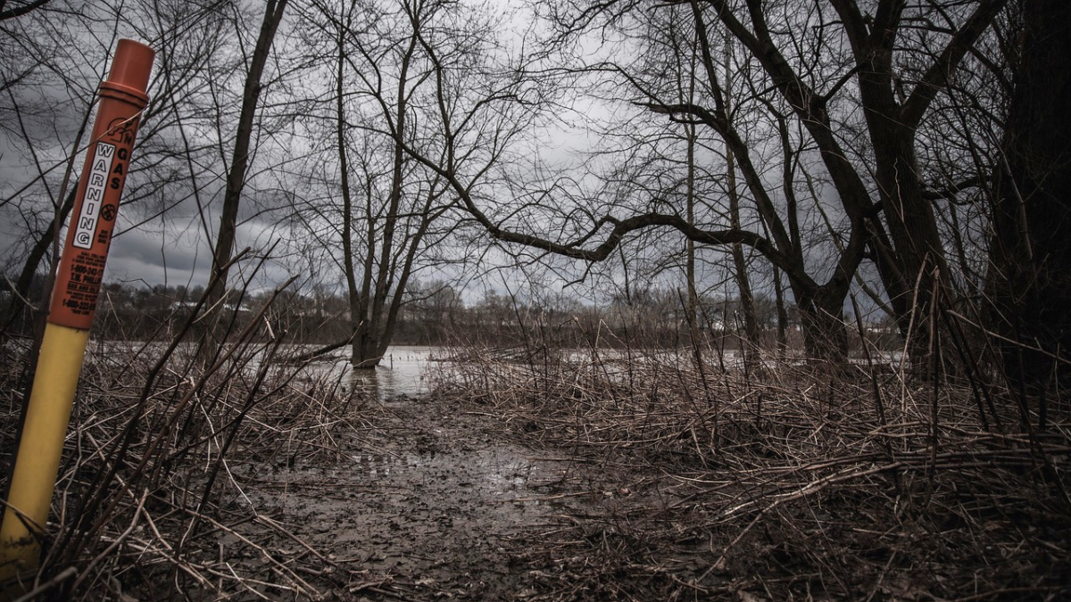 Ein Bild vom Wald in Tschernobyl.