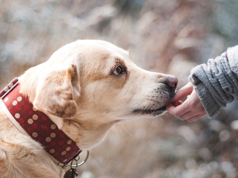 Ein Golden Retriever wird aus der Hand gefüttert.