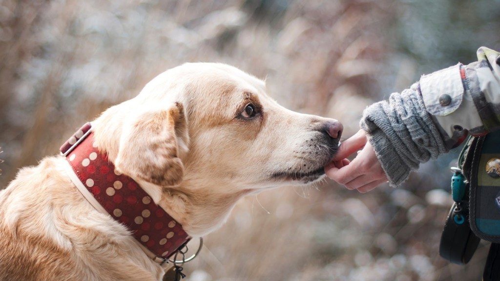 Ein Golden Retriever wird aus der Hand gefüttert.