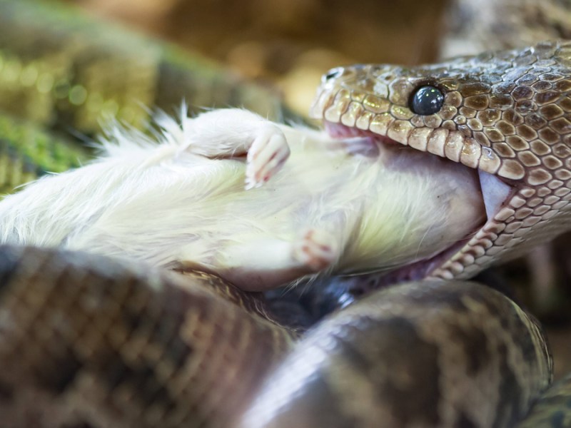 Eine Königsnatter verspeist eine Ratte.