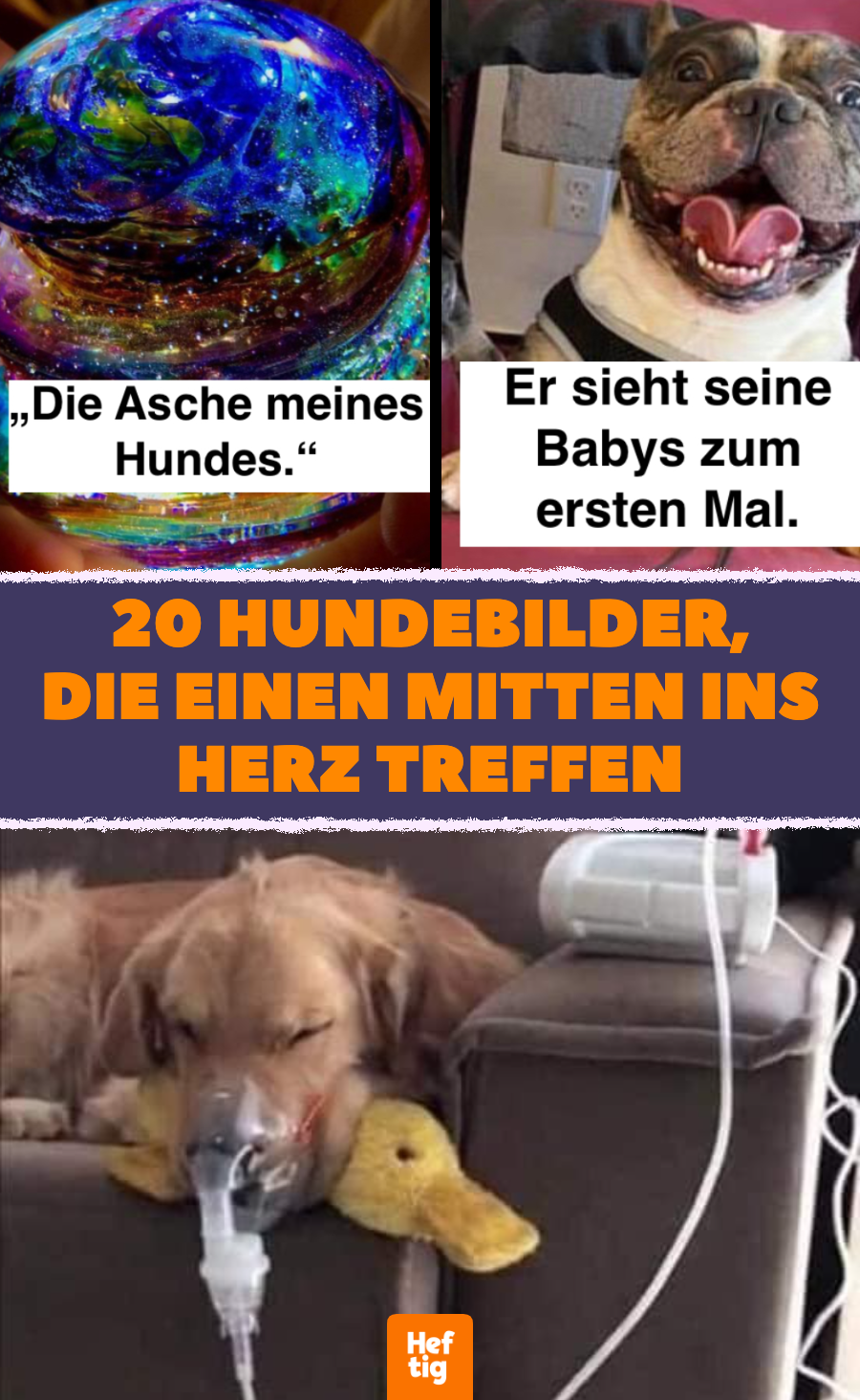 20 rührende Bilder von süßen Hunden