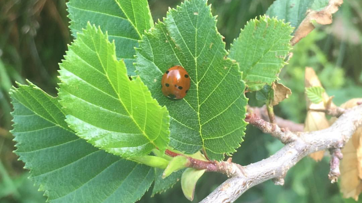 Ein Marienkäfer auf einem Blatt.