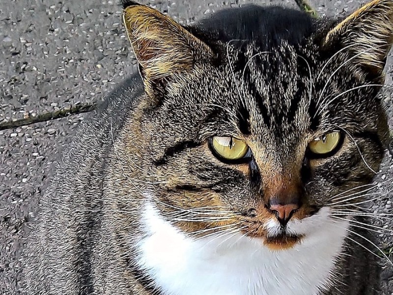 Eine Katze sitzt auf der Straße.