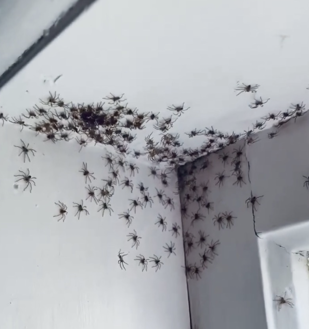 Nahaufnahme Riesenkrabbenspinne-Nest an Zimmerdecke