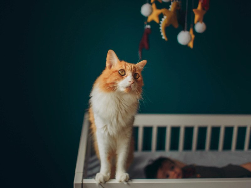 Eine Katze steht auf einer Kinderkrippe.