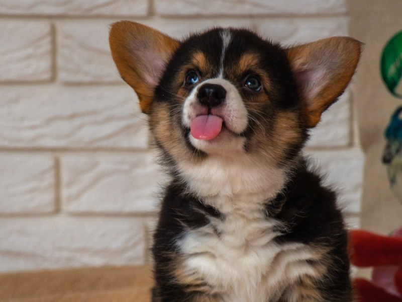 Ein Corgi-Welpe streckt seine Zunge heraus.