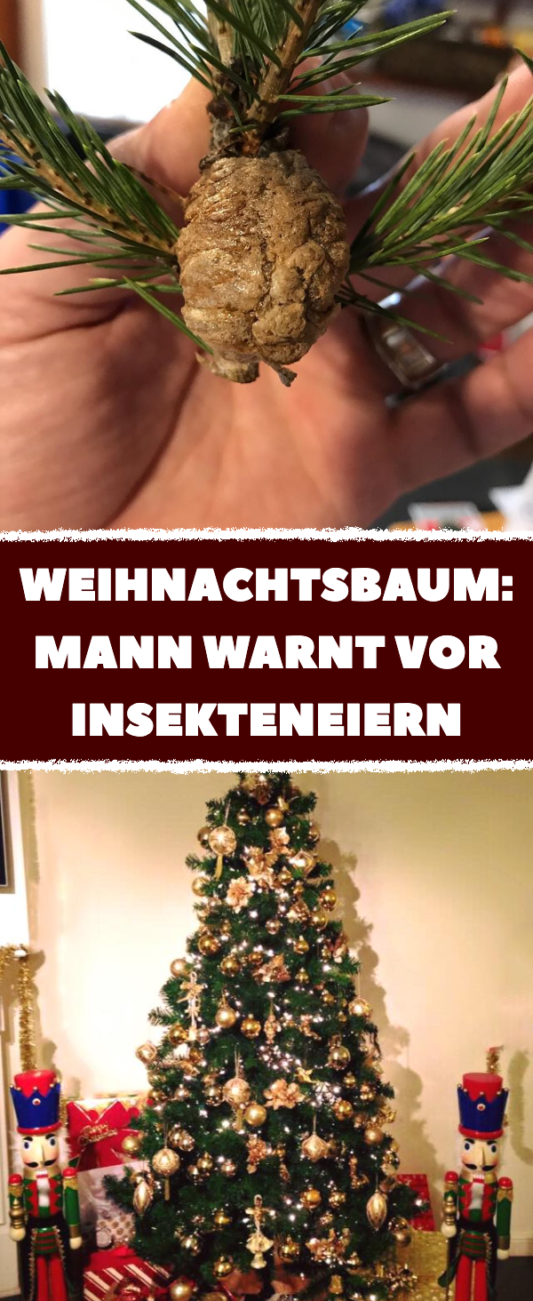 Weihnachtsbaum: Mann warnt vor kuriosem „Tannenzapfen“