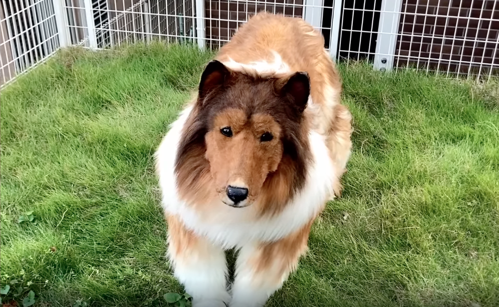 Ein Mann verkleidet sich als Collie. Im Hundekostüm sitzt er im Garten.