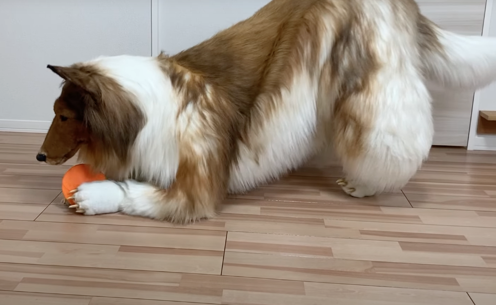 Ein als Hund verkleideter Mann spielt mit einer Frisbee.