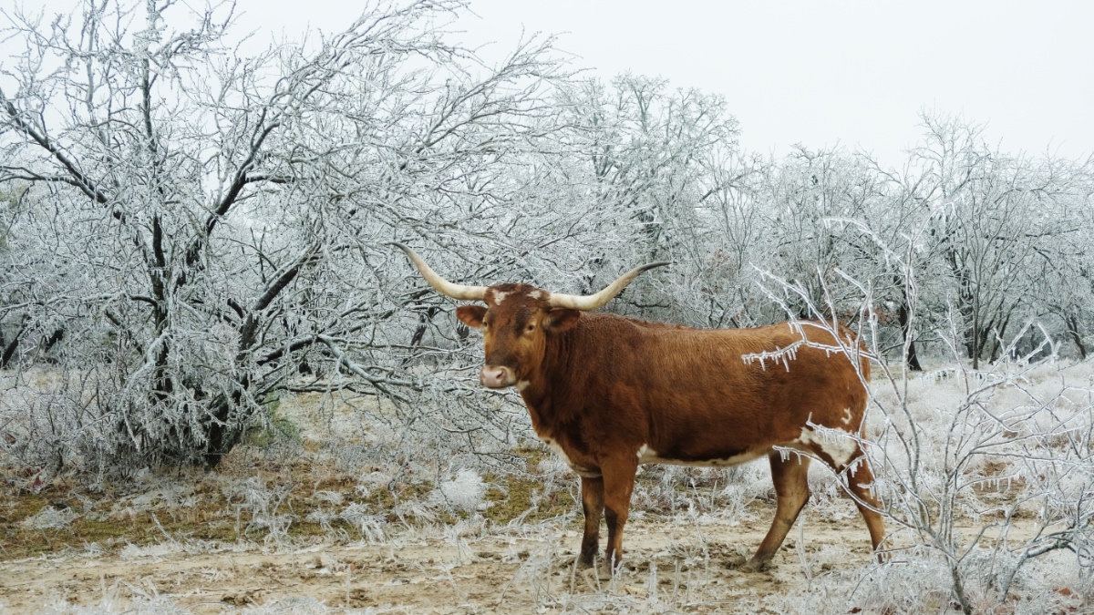 Ein Texas-Longhorn-Rind steht auf einer zugefrorenen Weide im Winter.