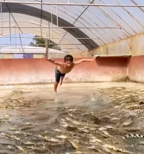 Rex Dinkelman springt in ein Schwimmbecken voller Baby-Krokodile.