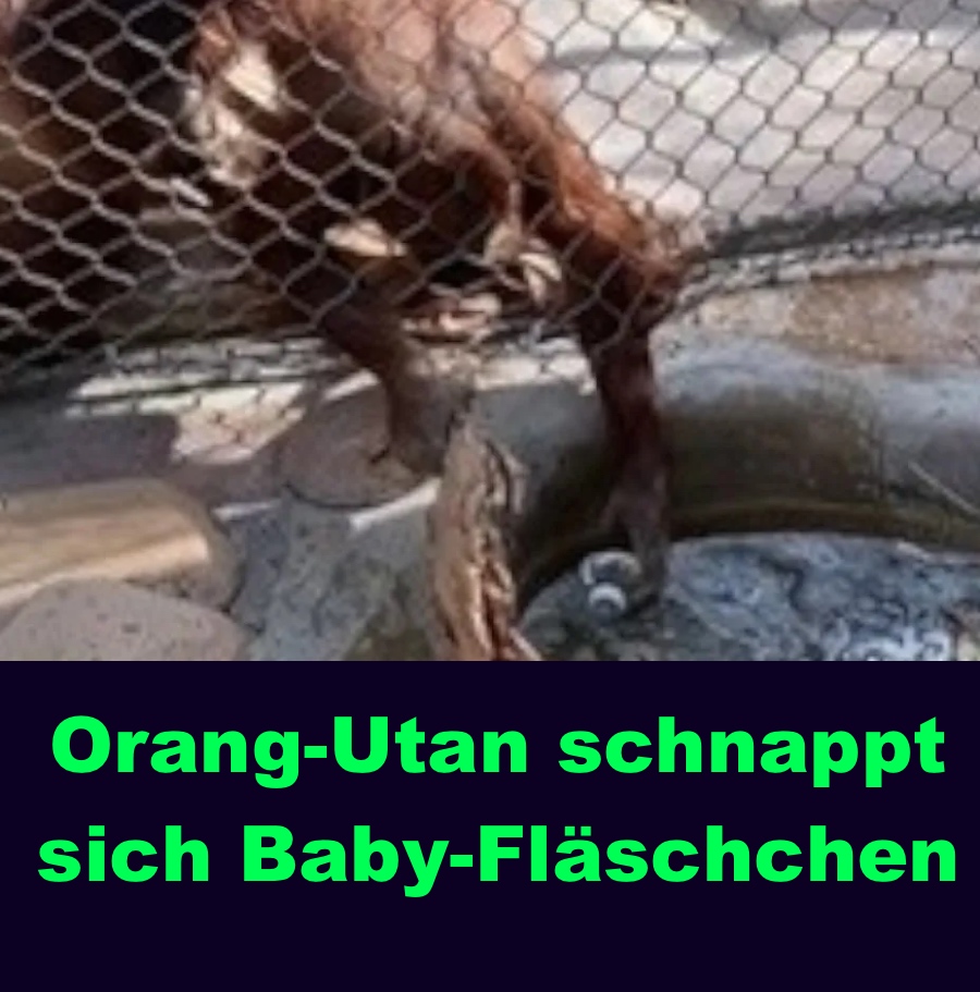 TikTok-Video: Orang-Utan schnappt sich Baby-Fläschchen