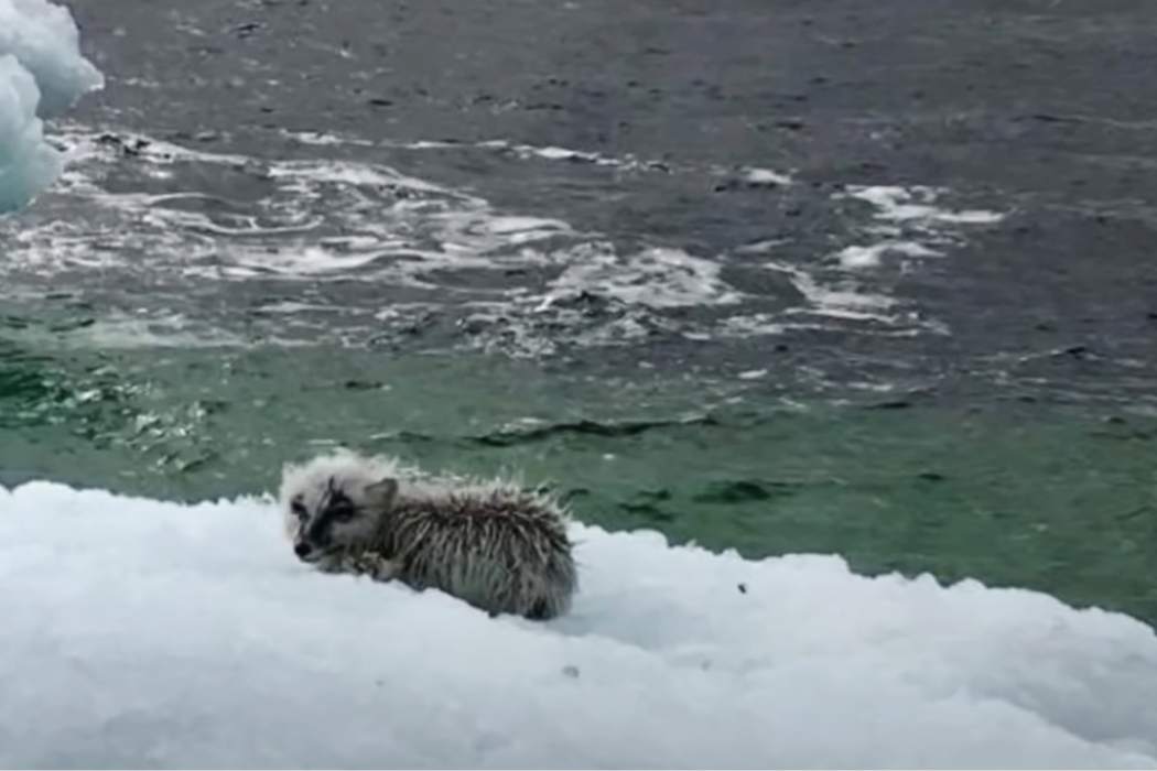 Ein Fuchs ist auf einer Eisscholle gefangen.