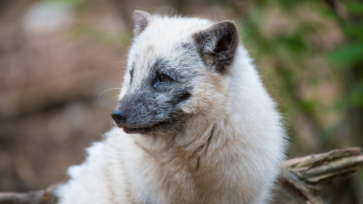 Eine Nahaufnahme von einem Polarfuchs.