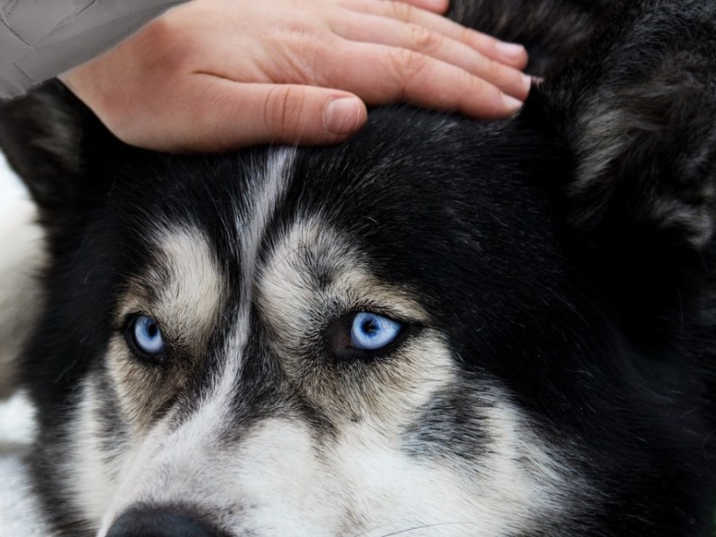 Ein Husky wird am Kopf gestreichelt.