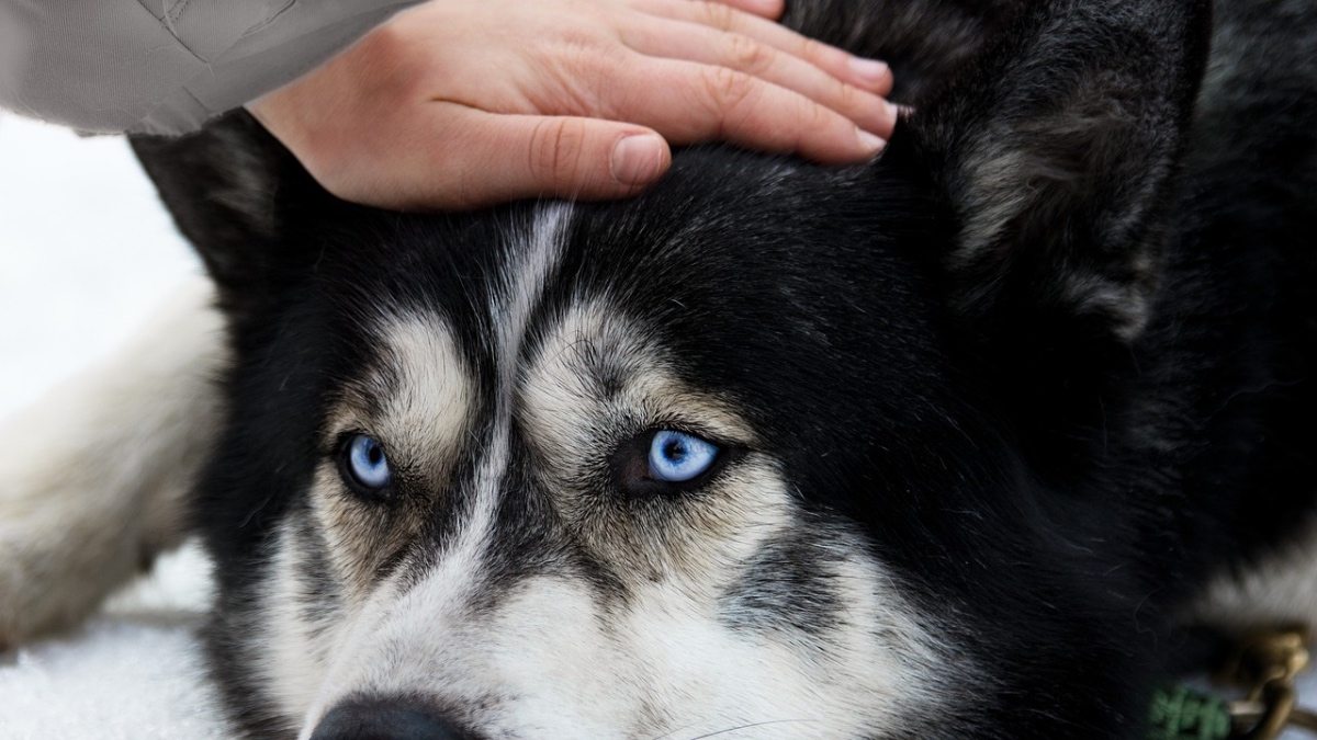 Ein Husky wird am Kopf gestreichelt.