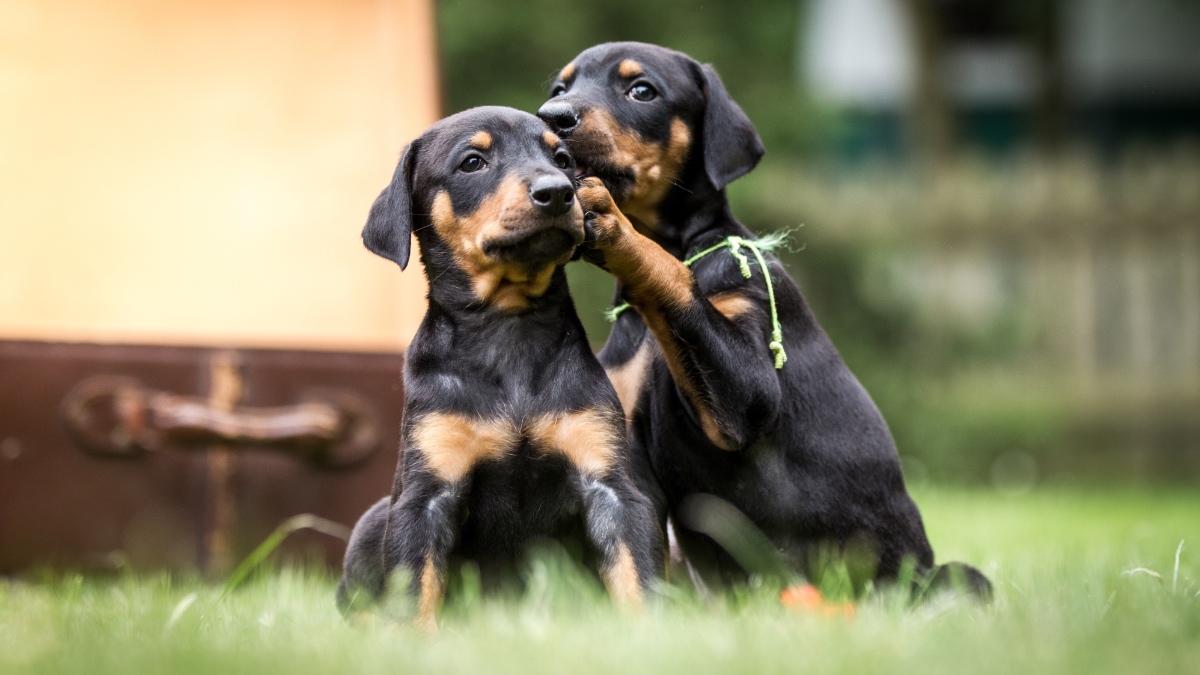 Dobermann Welpen spielen im Garten.