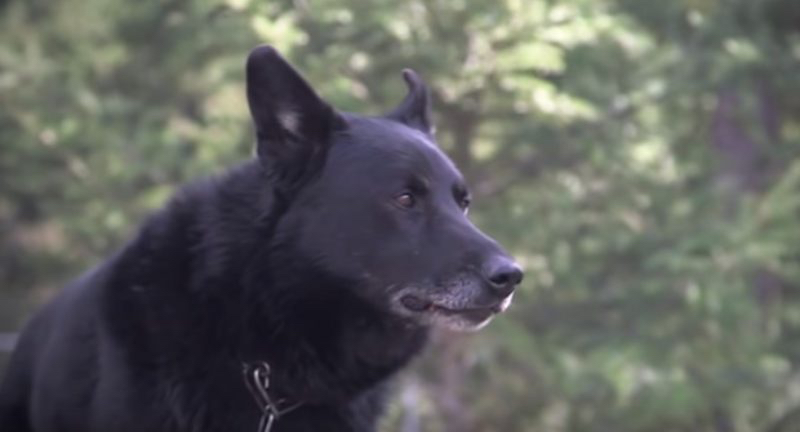 Ein schwarzer Hund