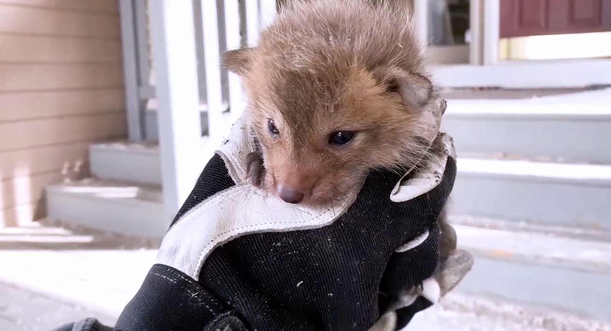 Ein Fuchsbaby wird hochgehoben.