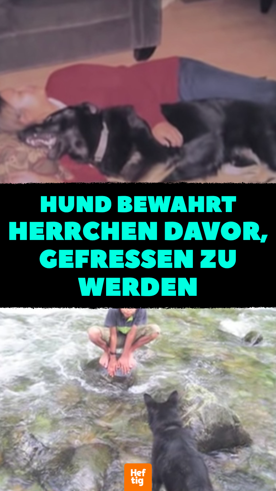 Nach Autounfall: Hund bewahrt Herrchen davor, gefressen zu werden