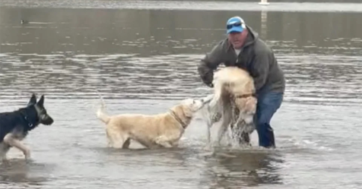 Ein Mann rettet seinen Labrador vor dem Ertrinken. ©TikTok/abbyprophetlily