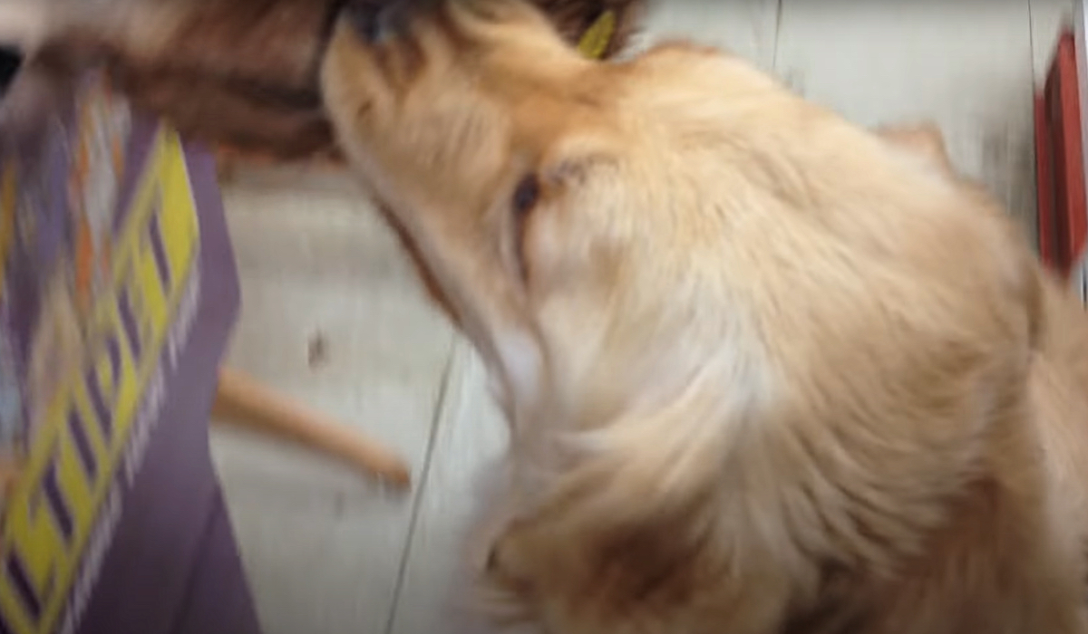 Ein Golden Retriever sucht sich ein Spielzeug aus.