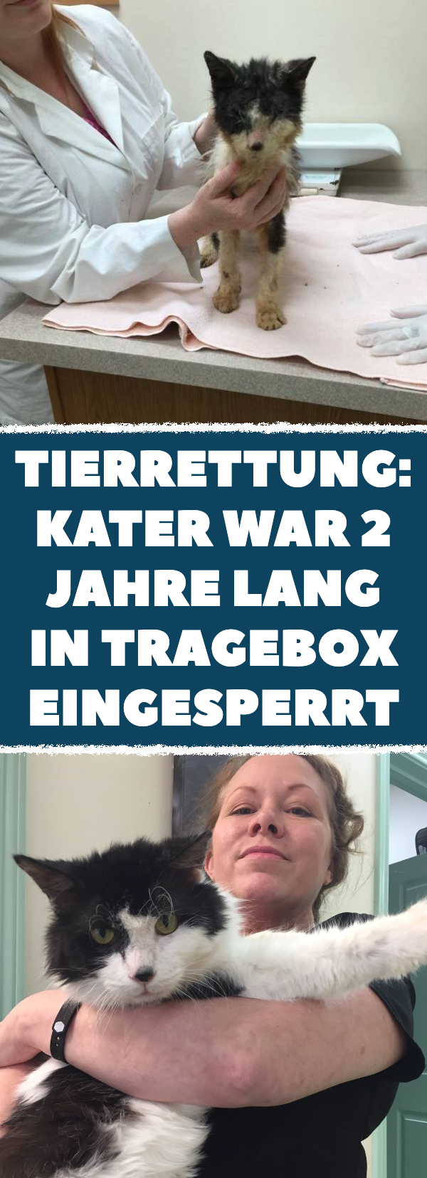 Tierrettung: Kater war 2 Jahre lang in Tragebox eingesperrt