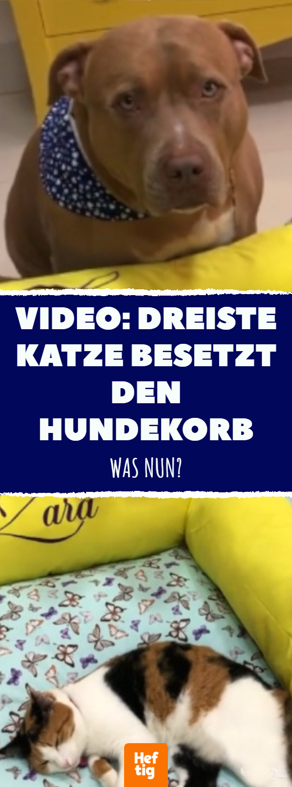 Video: Dreiste Katze besetzt den Hundekorb