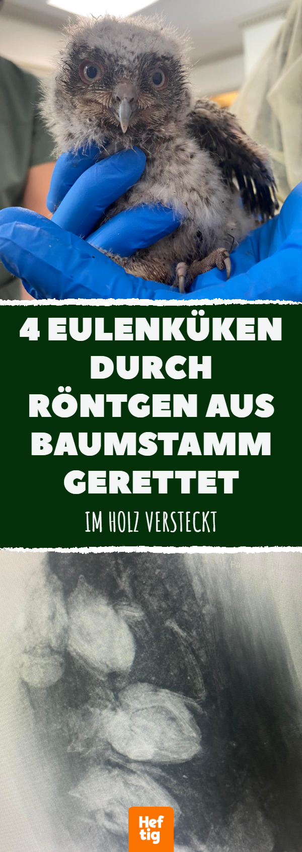 4 Eulenküken durch Röntgen aus Baumstamm gerettet