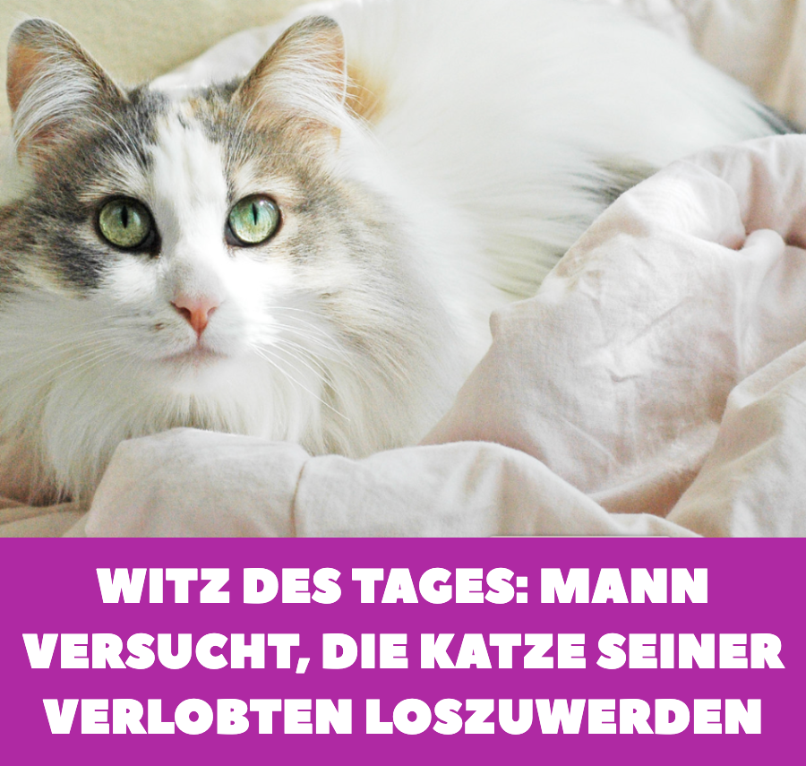 Witz des Tages: Mann will Katze von Verlobter loswerden