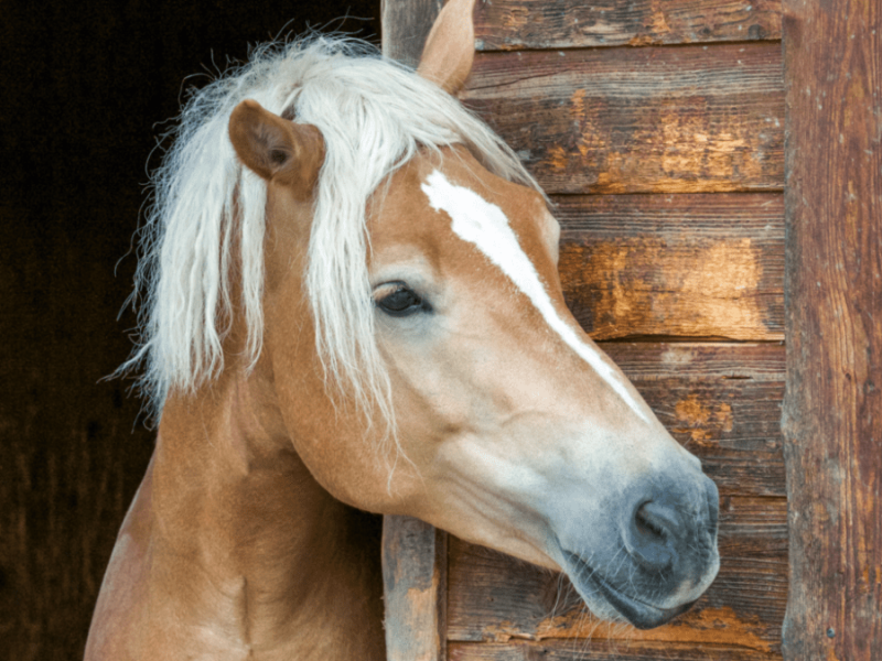 Ein Pferd mit einer Perücke, das in einer Scheune steht.