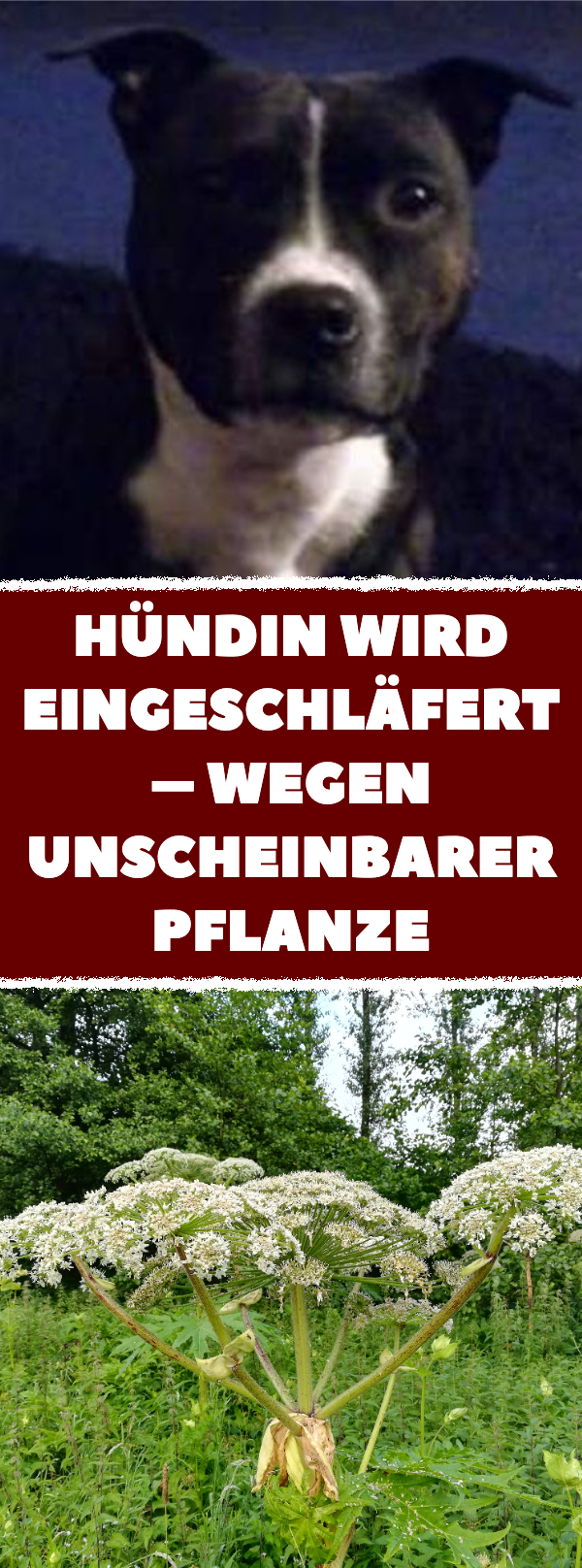 Besitzer warnt: Verbreitete Pflanze kostete Hündin das Leben