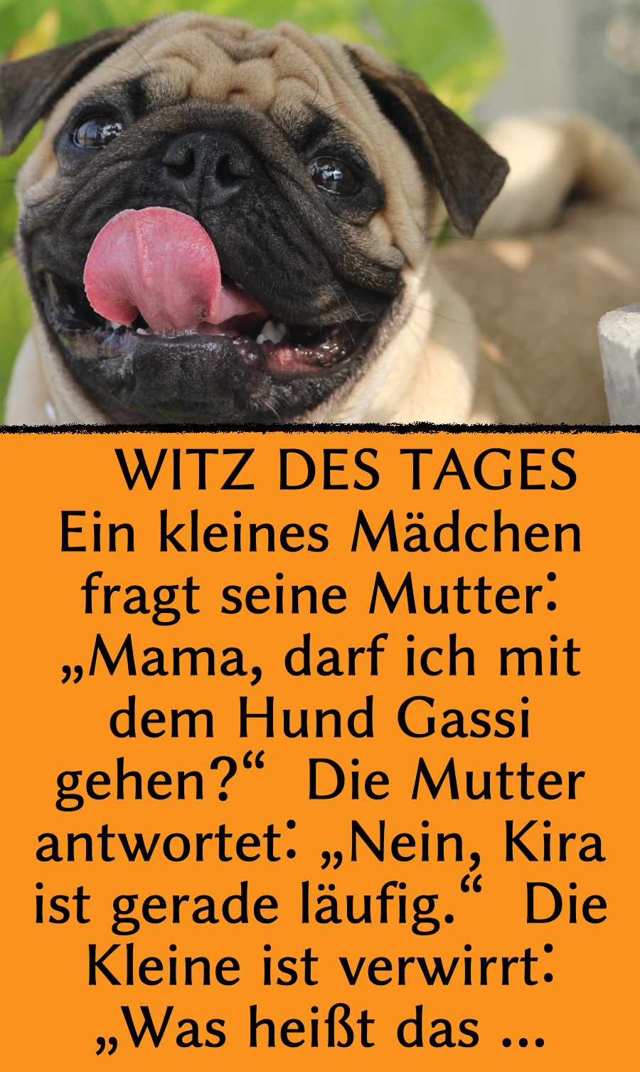 Witz des Tages: Läufige Hündin soll Gassi gehen