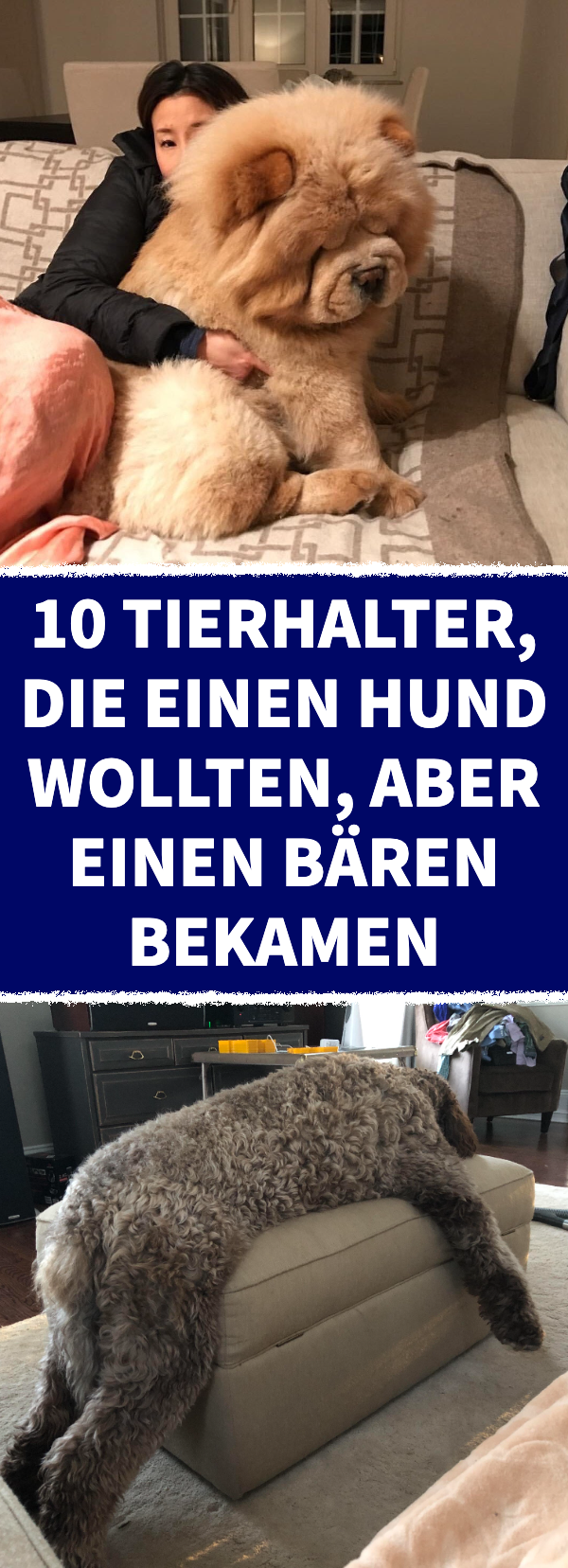 10 Tierhalter, die einen Hund wollten, aber einen Bären bekamen