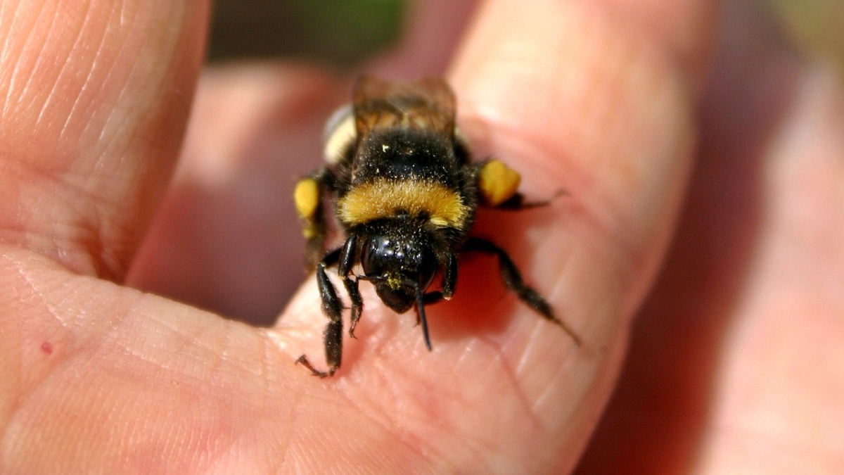 Eine erschöpfte Hummel sitzt am Finger einer Hand.