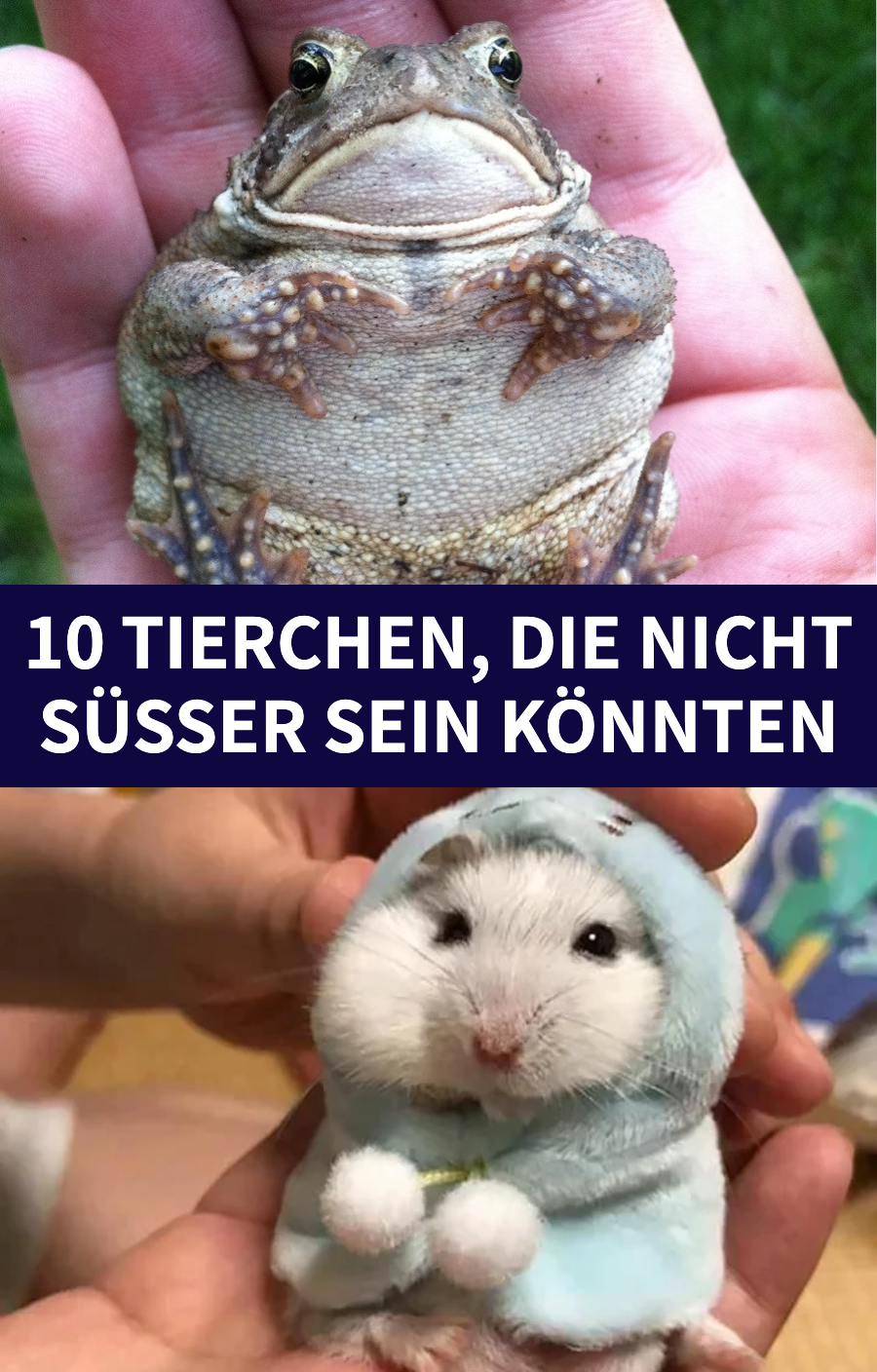 10 Tierchen, die nicht süßer sein könnten